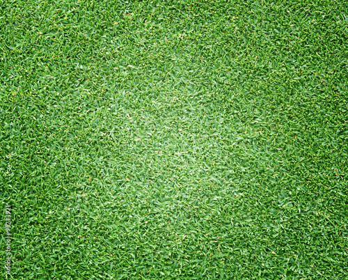 Beautiful green grass texture