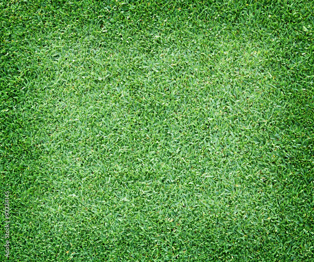 Fototapeta premium Beautiful green grass texture