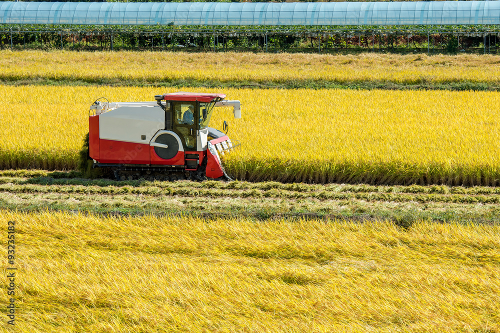 Fototapeta premium Combine harvester in a rice field during harvest time.