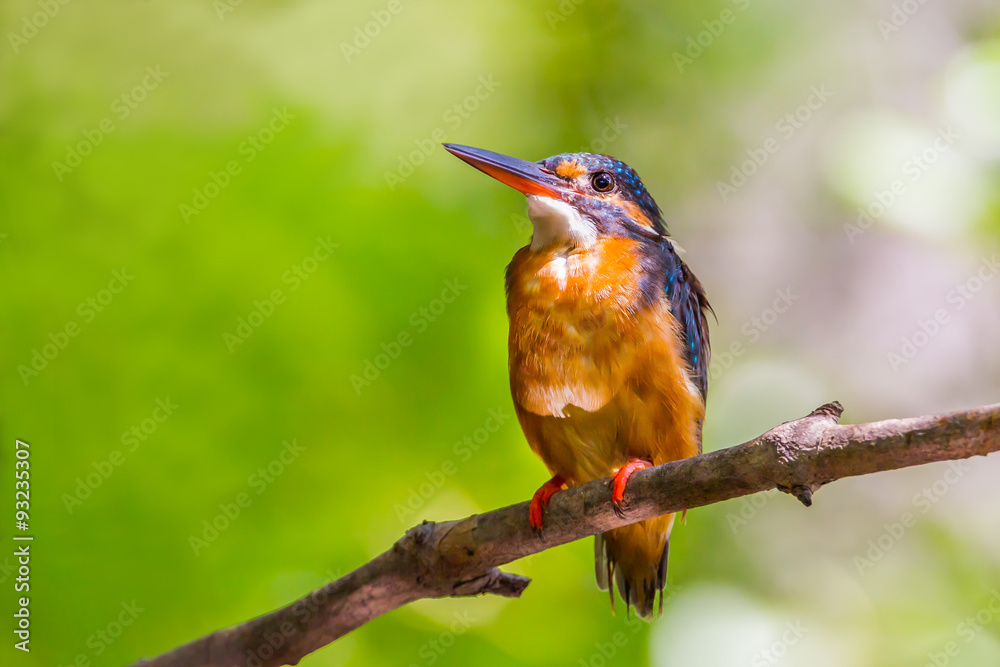 Portrait of female Common Kingfisher (Alcedo atthis) Portrait of female Common Kingfisher (Alcedo atthis)