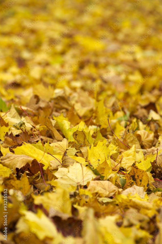 autumn leaves autumn leaves