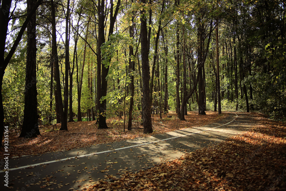 Fototapeta premium background trees in the forest
