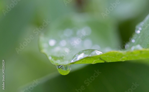 Dew on leaves © benjamas