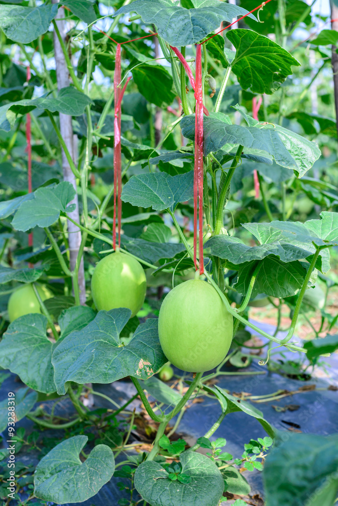 Young green melon hanging on tree in field. Young green melon hanging on tree in field.