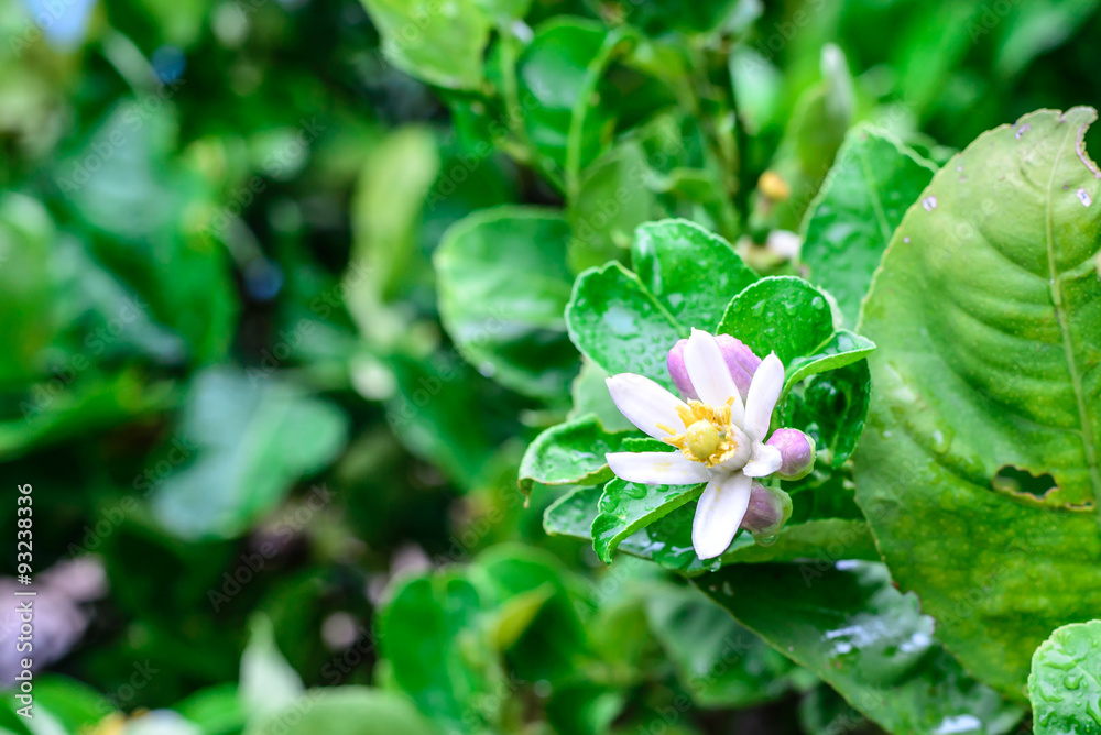Fototapeta premium Sesbania Grandiflora, lime flower.