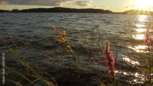 Panning shot of shore plants in evening sunlight photo