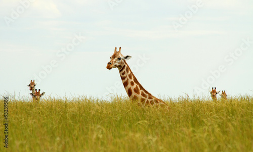 Sitting Giraffes in Long Grass
