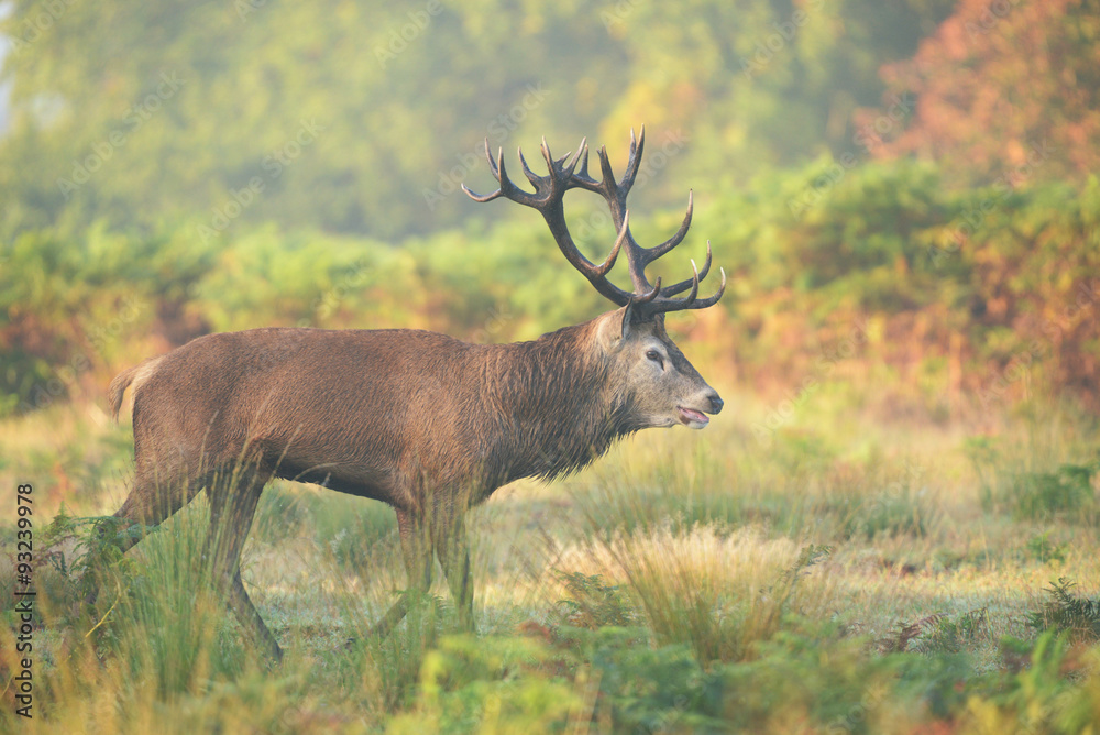 Red Deer, Deer, Cervus elaphus