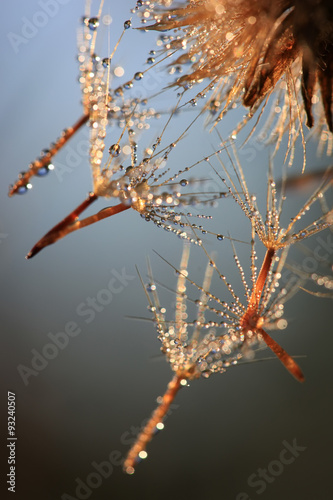 Dandelion seeds closeup
