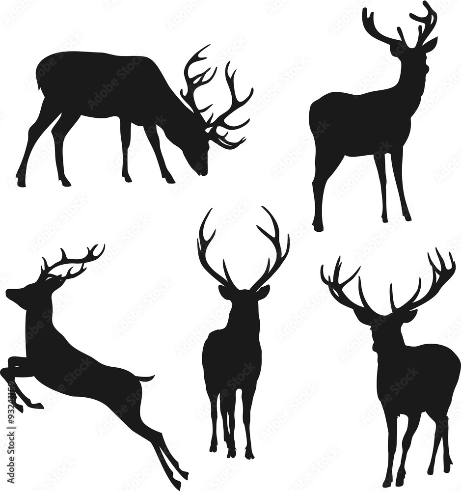 Fototapeta premium silhouettes of deer