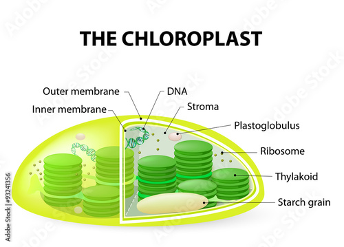 Chloroplast photo