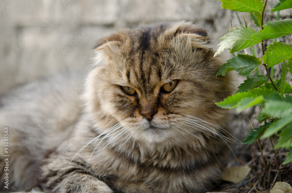 Кот отдыхает Кот отдыхает