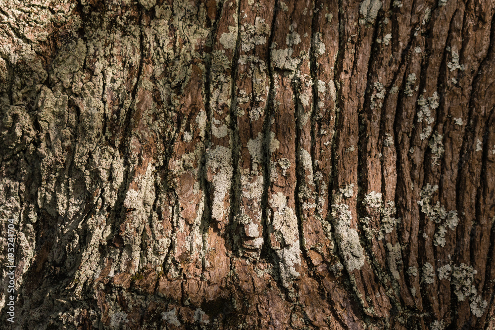 Fototapeta premium closeup of tree trunk with lichen