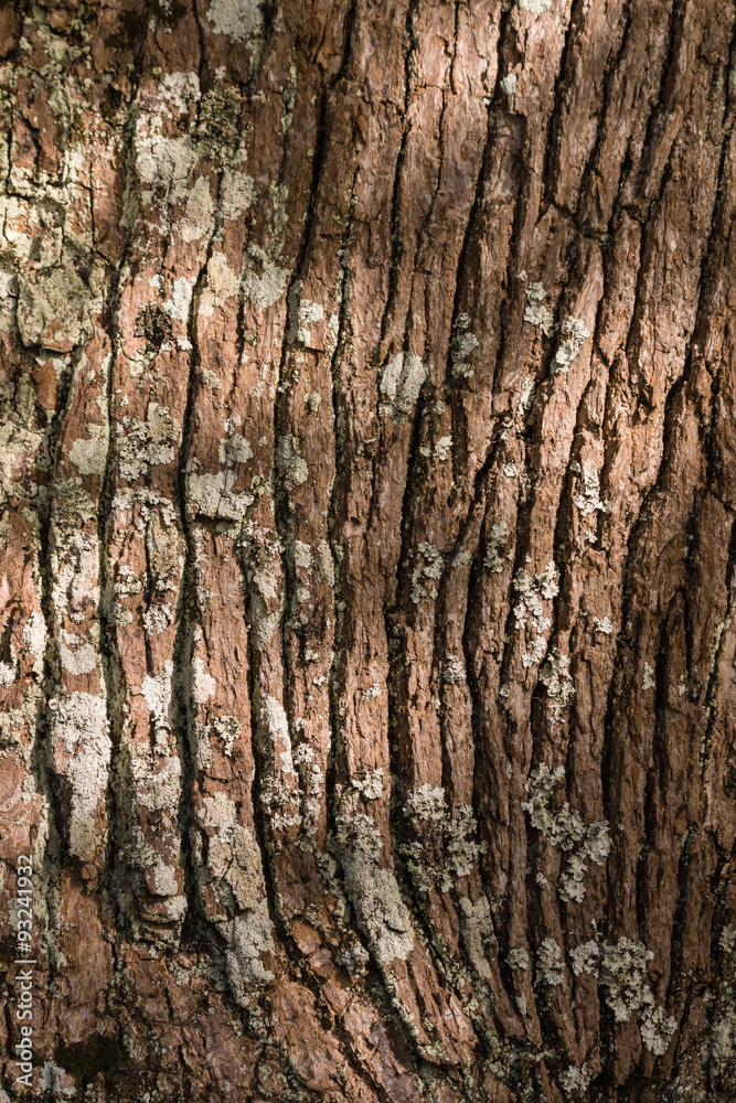 Obraz premium tree bark with lichen