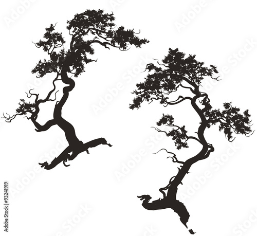 silhouettes of pine trees