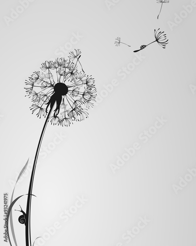 Fototapeta Naklejka Na Ścianę i Meble -  black and white background with dandelion