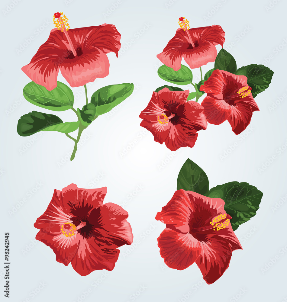 Hibiscus Hibiscus