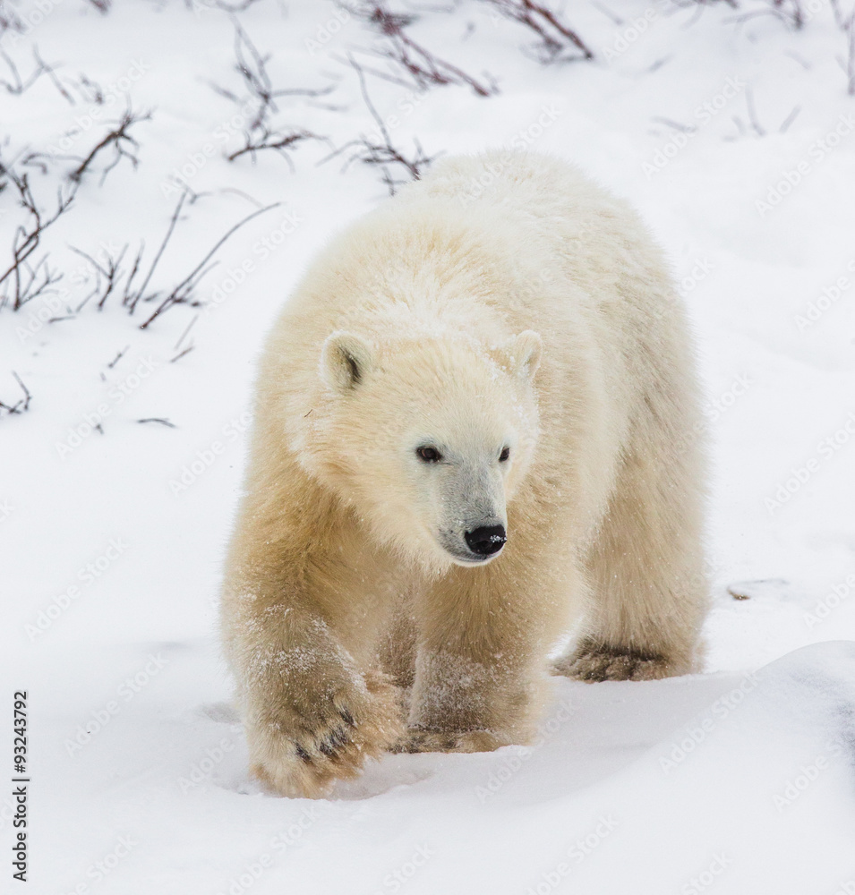 Obraz premium A polar bear on the tundra. Snow. Canada. An excellent illustration.