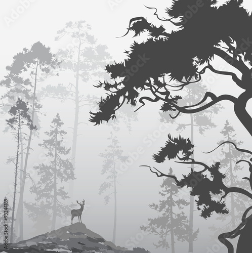 foggy forest