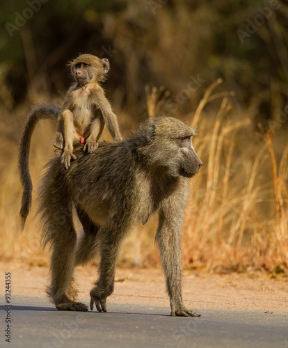 baboon and mother