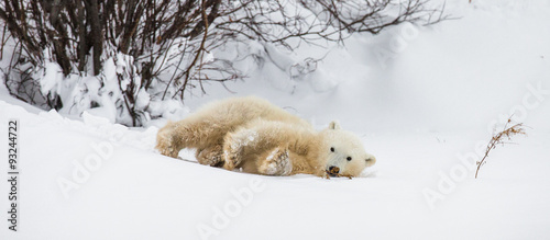 Little Bear plays with a branch in the tundra. Canada. An excellent illustration.
