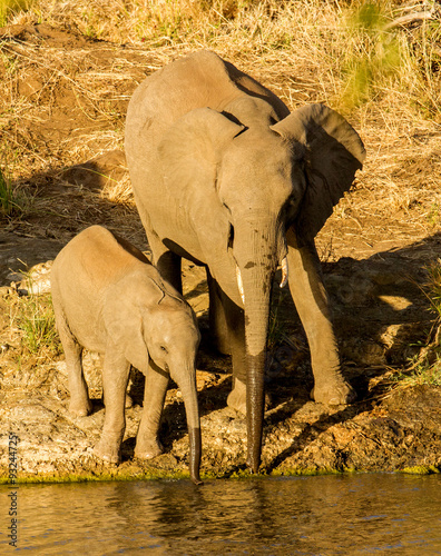 Photography elephant in nature