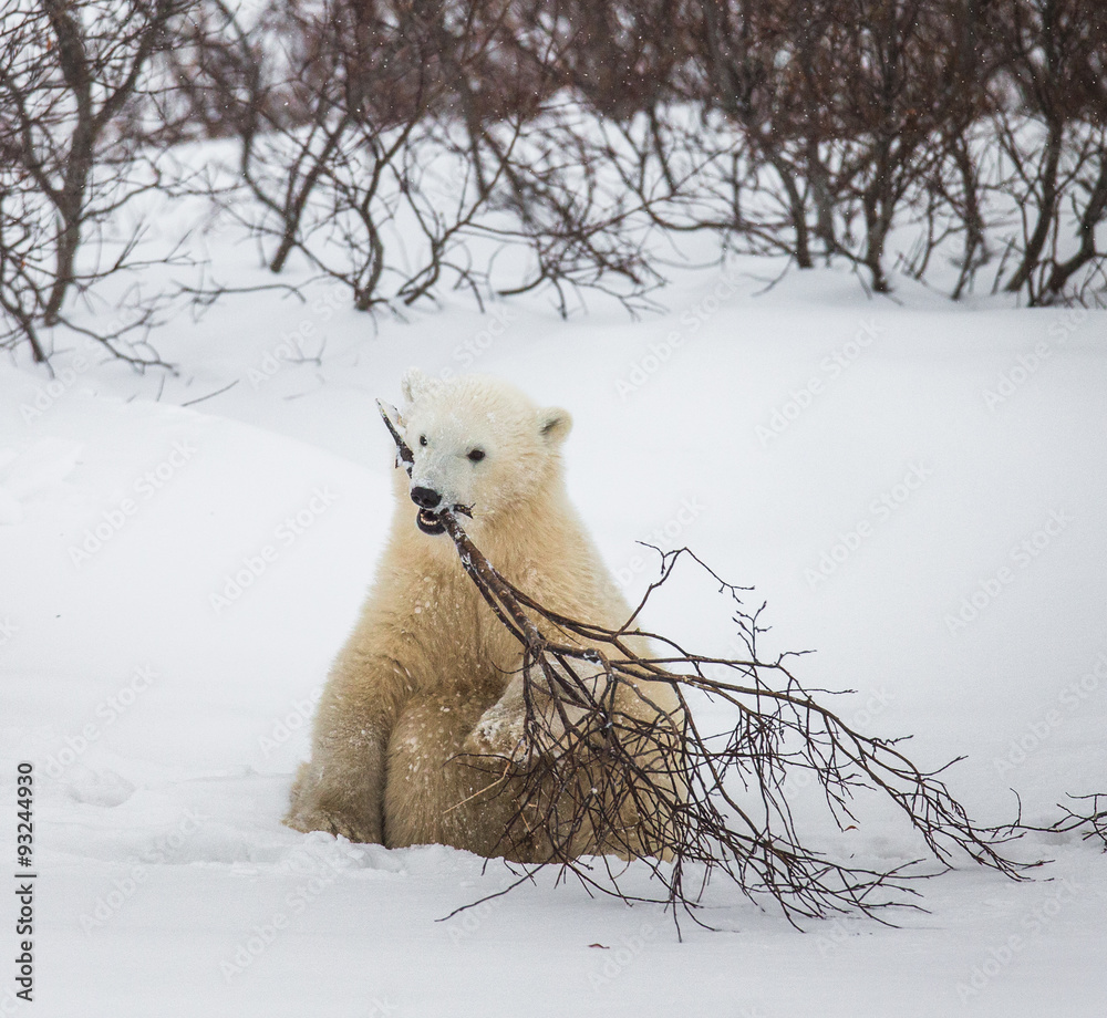 Little Bear plays with a branch in the tundra. Canada. An excellent illustration.