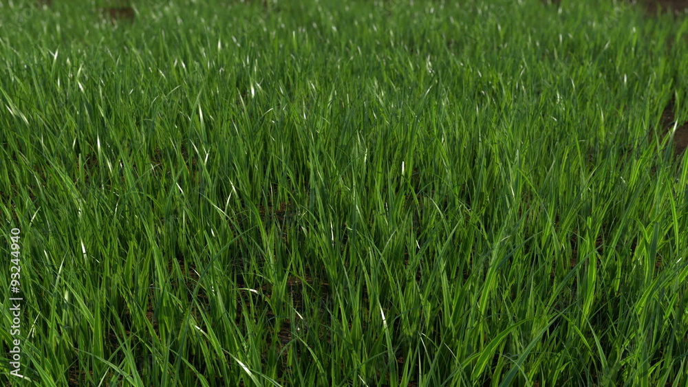 Grass Growing Time Lapse