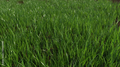 Grass Growing Time Lapse