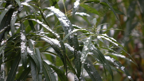 Wallpaper Mural Green leaves Covered with Snow Torontodigital.ca