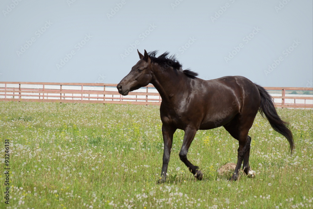 Fototapeta premium Black Stallion