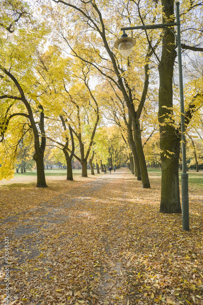 Fototapeta premium Jesienne złote jesiony w miejskim parku