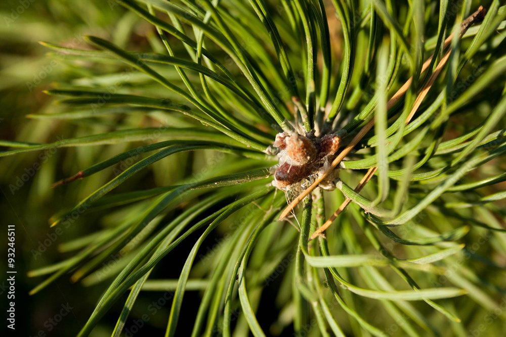 green pine branch green pine branch