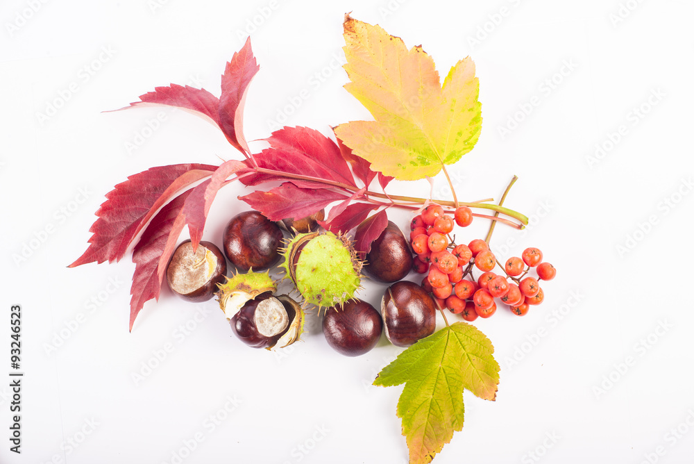 Autumn leaves, chestnuts, and rowanberries on white background