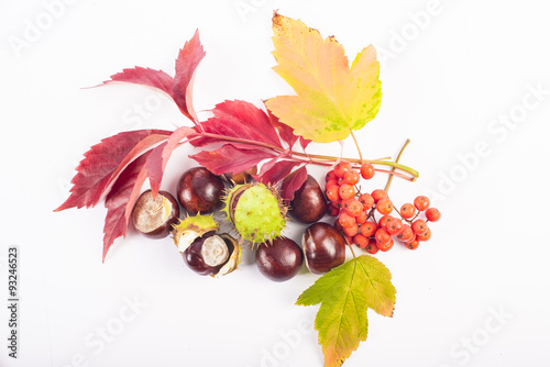 Obraz na płótnie Autumn leaves, chestnuts, and rowanberries on white background w salonie