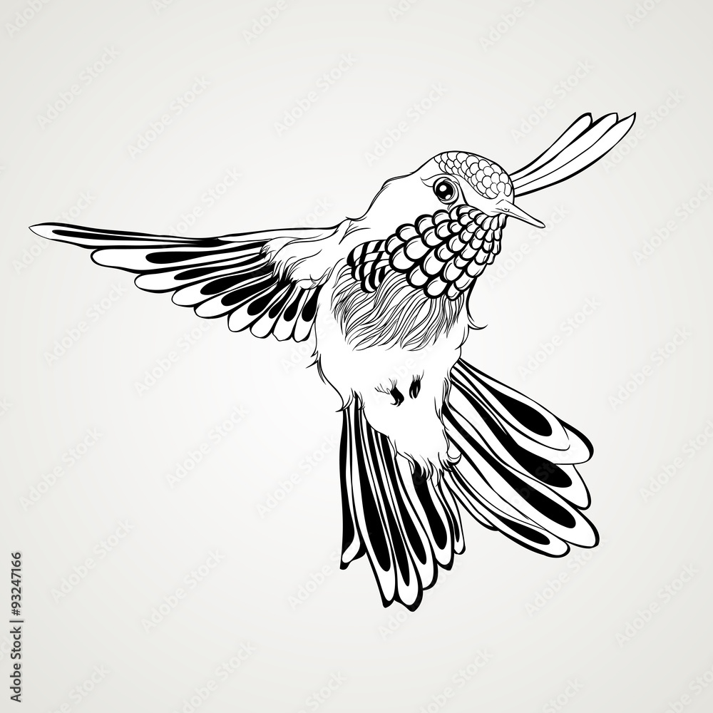Obraz premium Hand drawn flying humming bird vintage style.