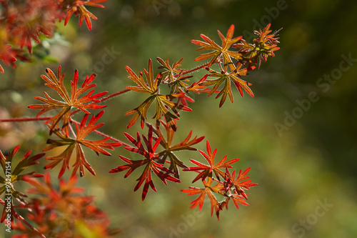 Fototapeta Naklejka Na Ścianę i Meble -  Meadow geranium leaves in the forest.