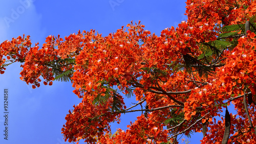 Beautiful peacock flowers with blue sky,Thailand photo