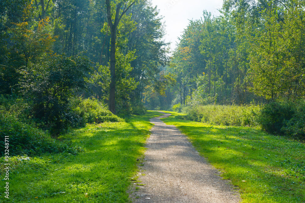 Obraz premium Path through a sunny forest in autumn