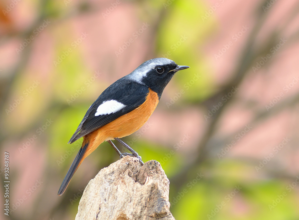 Bird (Daurian Redstart) , Thailand Bird (Daurian Redstart) , Thailand