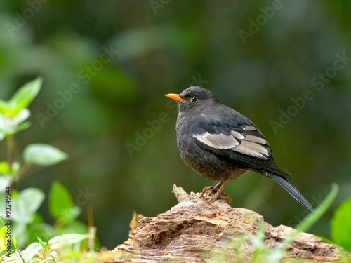 Bird (Grey-winged Blackbird) , Thailand