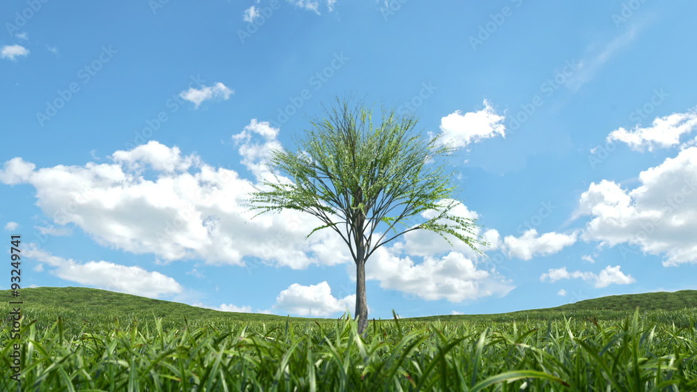 Single tree growing on a grass field