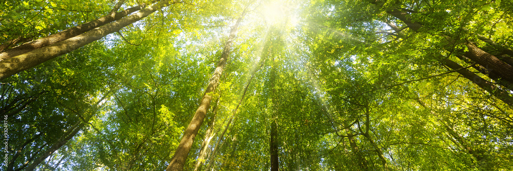 Naklejka premium Lasowa panorama z promieniami słońca - sztandar
