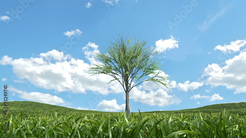 Single tree growing on a grass field
