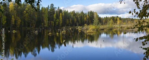 Panorama of beautiful forest swamp