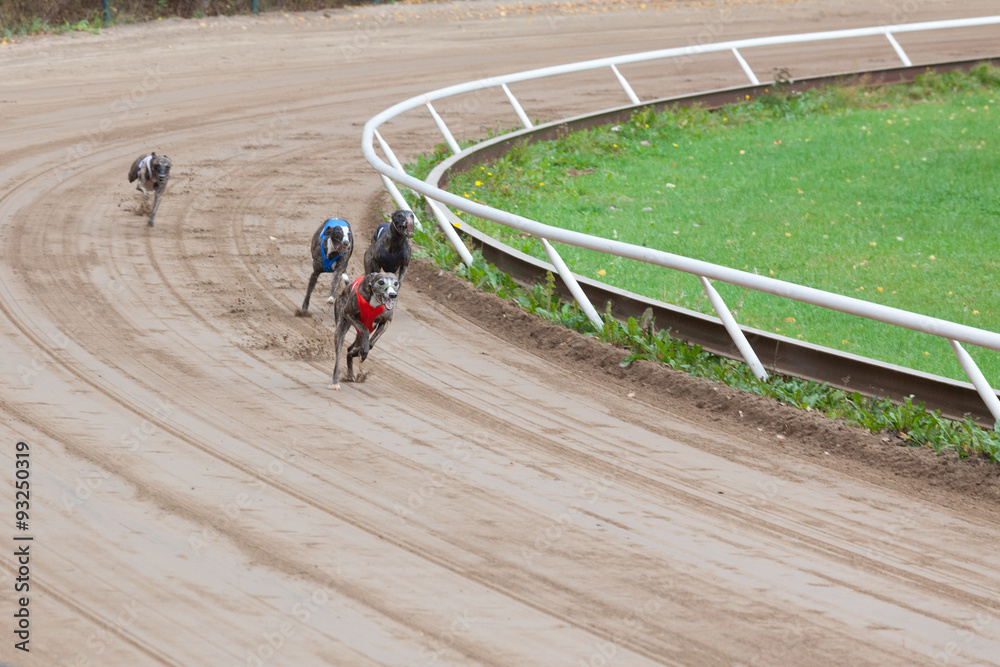 Fototapeta premium Greyhound dogs racing
