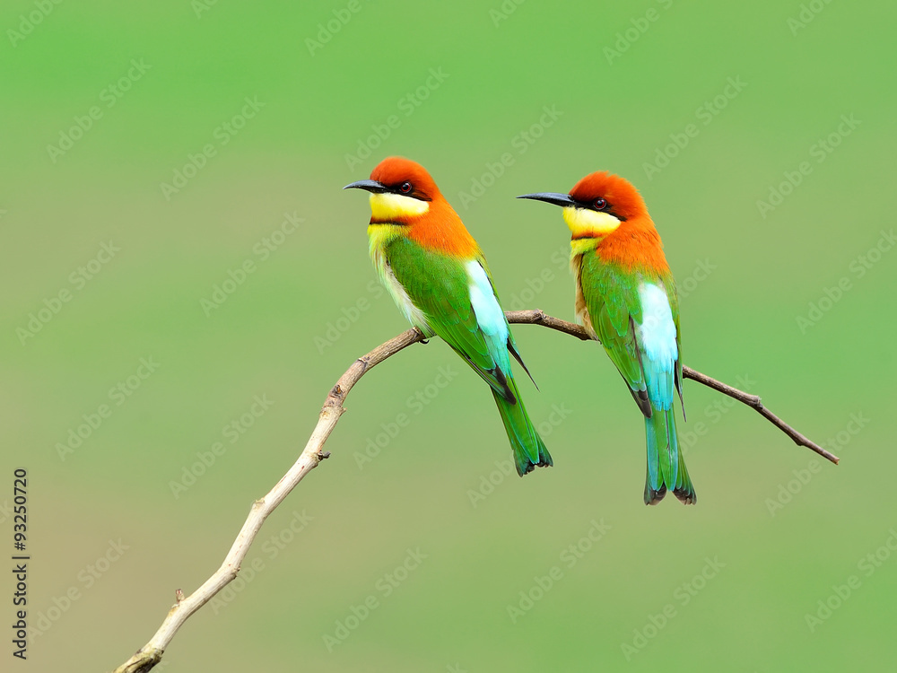 Fototapeta premium Bird (Chestnut-headed Bee-eaters) , Thailand