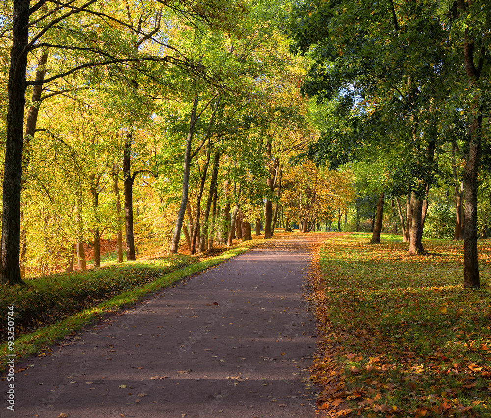 View  colorful park alley in autumn.