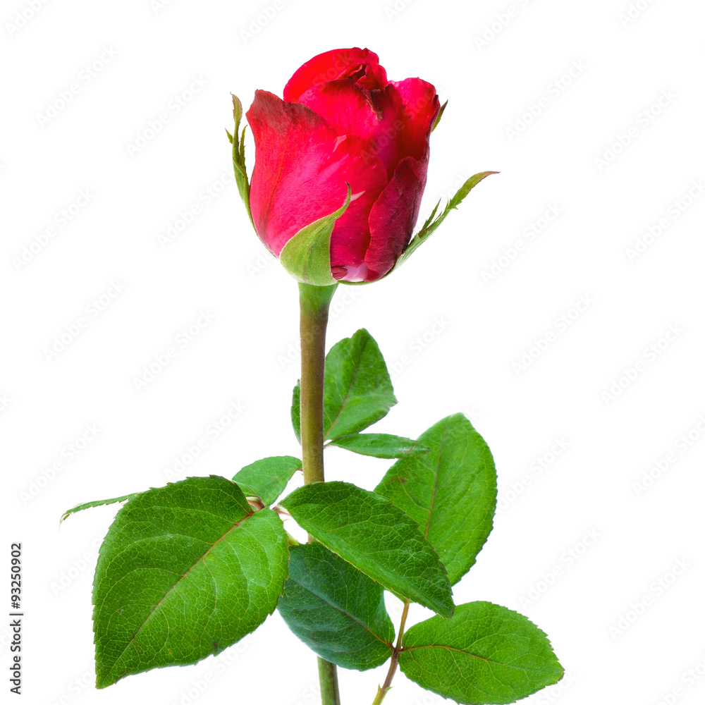 red rose isolated on white background red rose isolated on white background