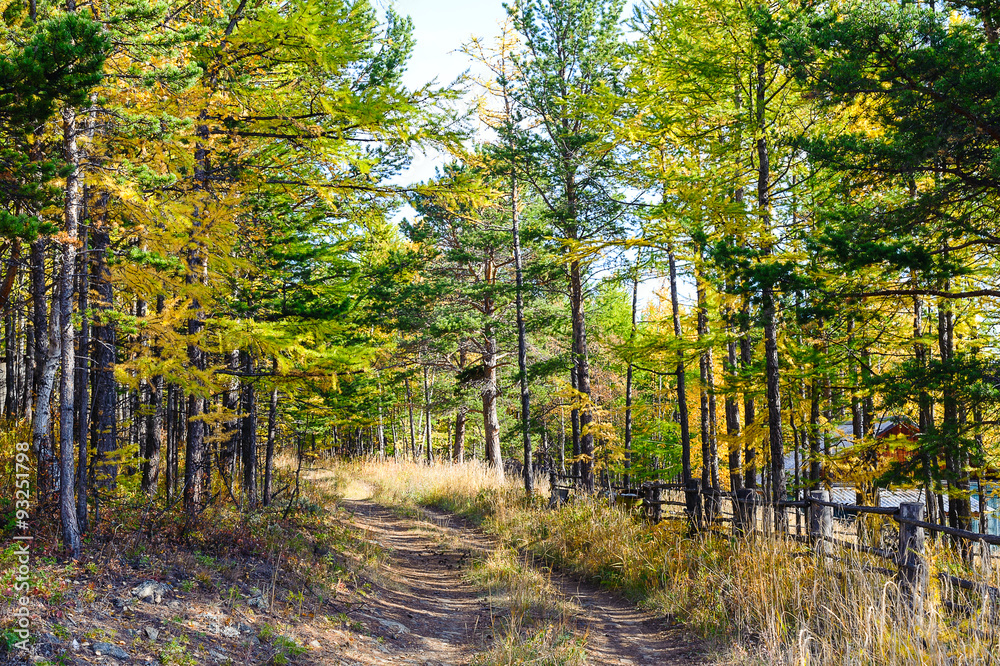 Fototapeta premium Road in the autumn forest